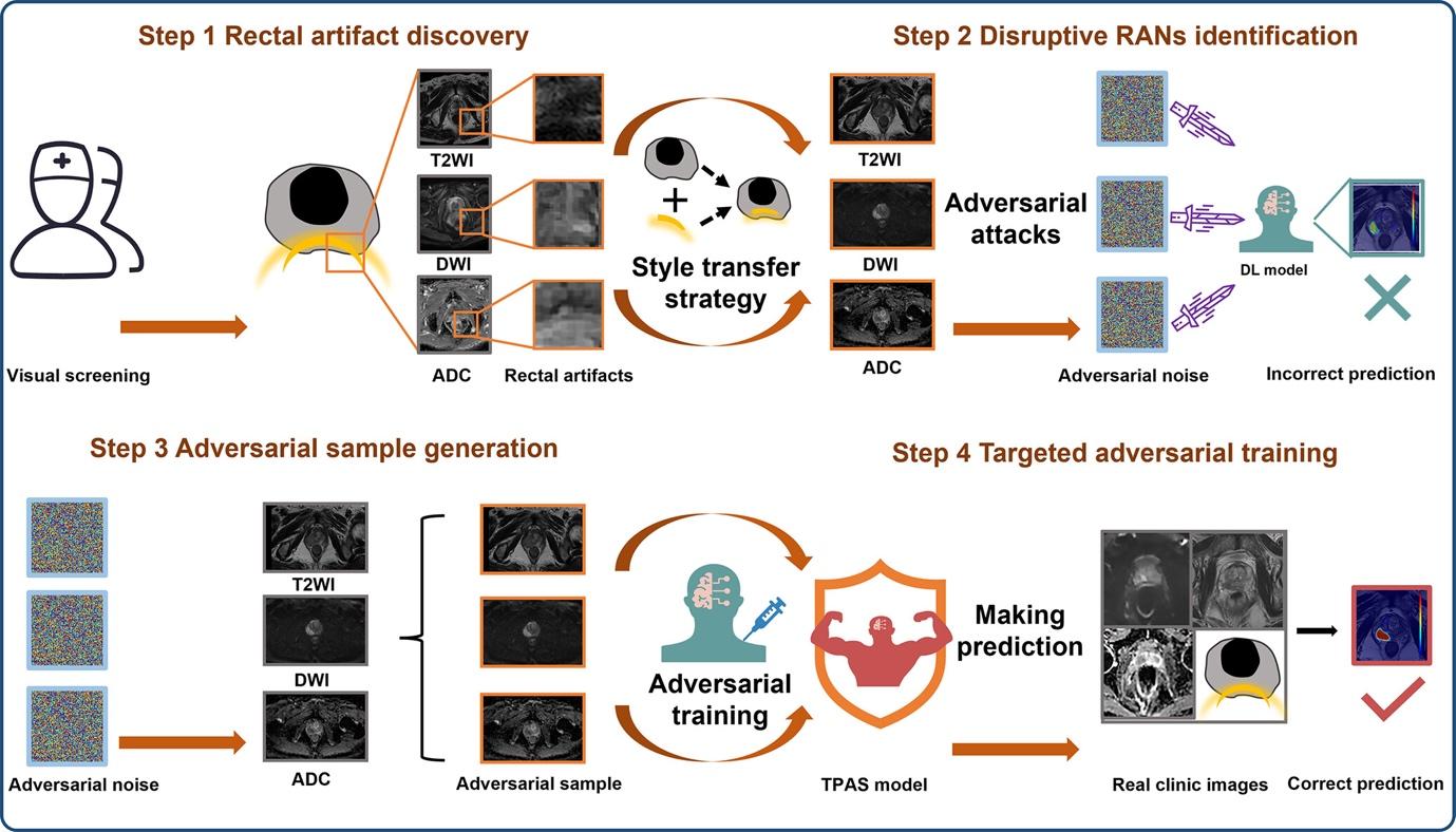 The targeted adversarial training with proprietary adversarial samples (TPAS) strategy diagram. The TPAS strategy includes four steps. Step 1: In the pre-experimental phase, we identified images with severe rectal artifacts that caused misjudgment in multiple DL models. Step 2: We extracted RAN features that disrupted the DL model to generate rectal artifact–pattern adversarial noise. This was achieved by incorporating a style transfer strategy with an adversarial attack strategy. Step 3: We created three types of rectal artifact–pattern adversarial noise, similar to the RAN in T2-weighted imaging, DWI, and ADC studies. These were added to generate proprietary adversarial samples. Step 4: The adversarial samples were then used for targeted adversarial training to enhance the model’s resistance to RAN. ADC = apparent diffusion coefficient, DL = deep learning, DWI = diffusion-weighted imaging, RAN = rectal artifact noise, T2WI = T2-weighted imaging.